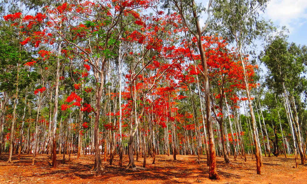 Eukalyptus Bäume Foto Holz